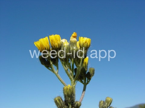 hawkweed, yellow